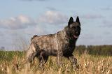 BOUVIER DES ARDENNES 249